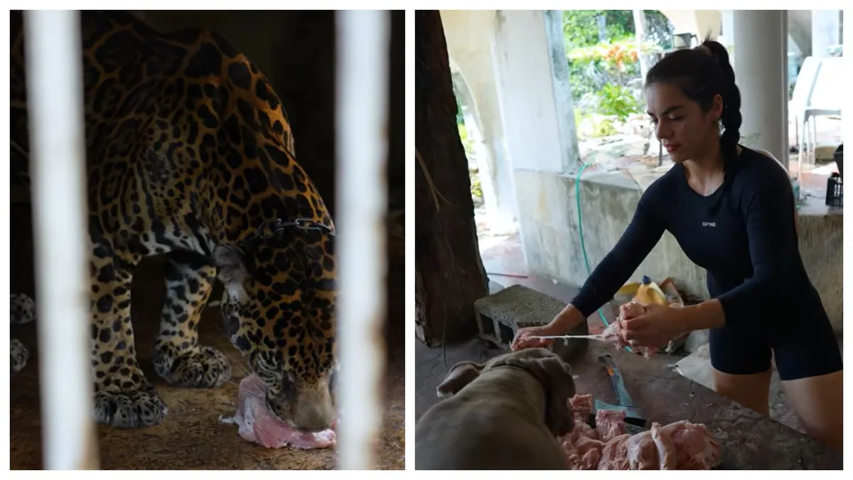 Reaparece Pepe Tigre en Cancún: deja a influencers alimentar a un jaguar y les permite entrar a su restaurante abandonado