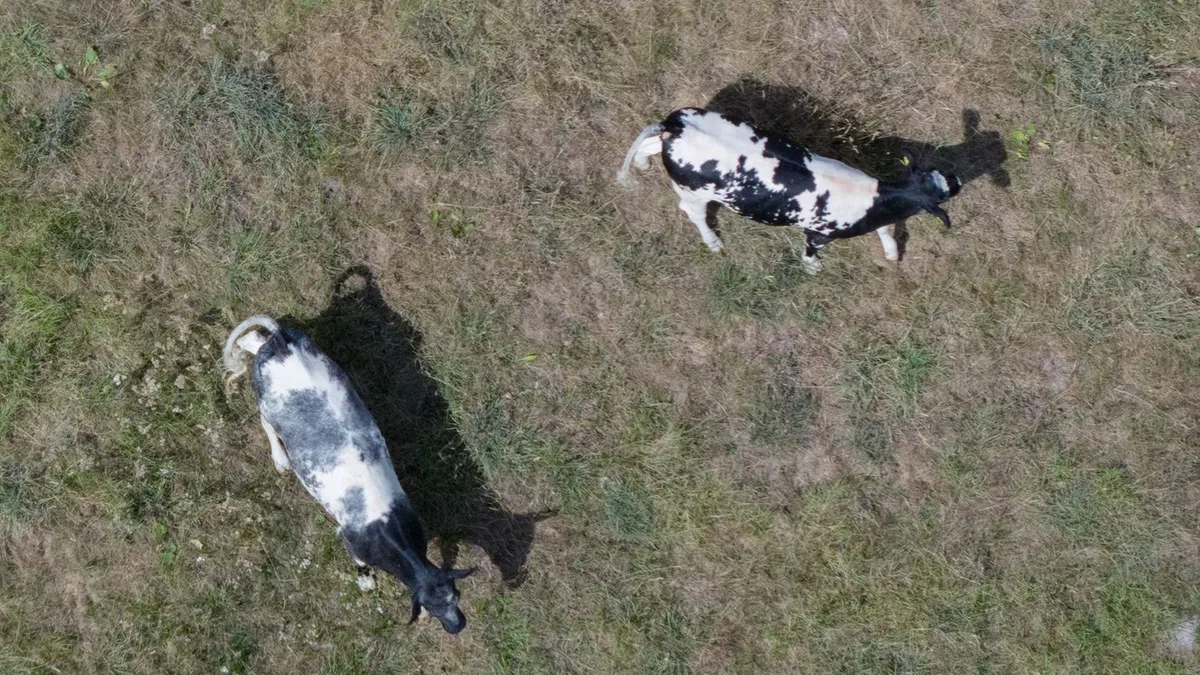 Agrar: Agrarministerium unterstützt Tierhalter bei Futtermangel