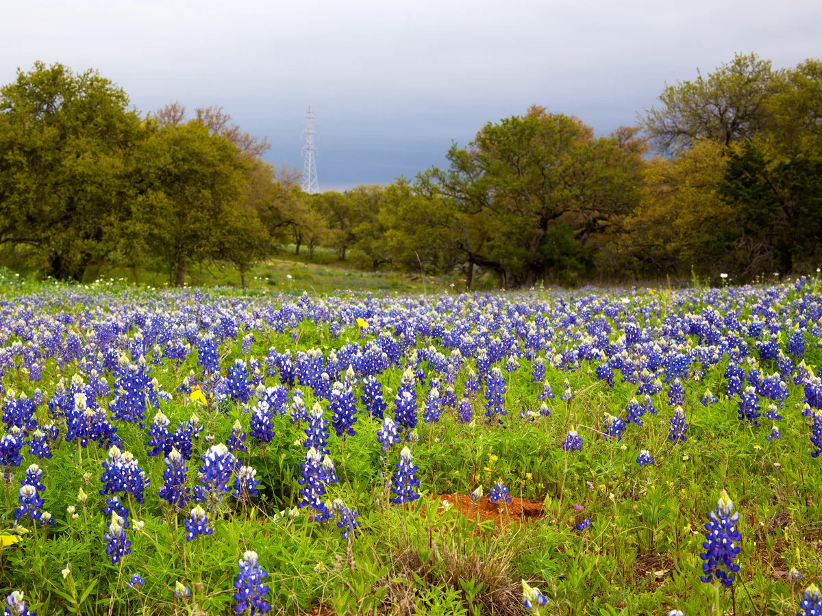 As a Texas local, I skip the crowds in Austin and head west to a charming nearby city with amazing wineries