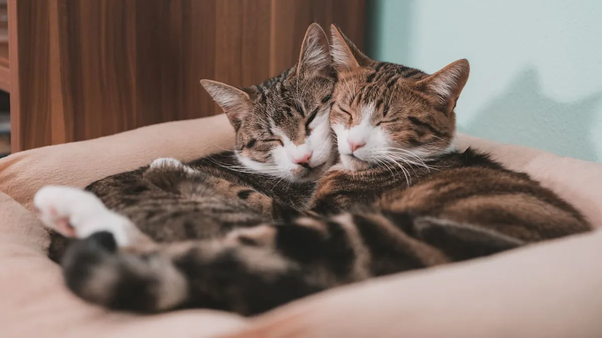 Falsche Wahl mit Folgen - Zweitkatze gesucht? Dieser Fehler sorgt für Stress