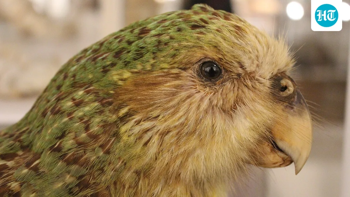 In 1995, New Zealand’s flightless kākāpō population had fallen to 51 birds; island sanctuaries and managed breeding helped it reach 325 by 2026