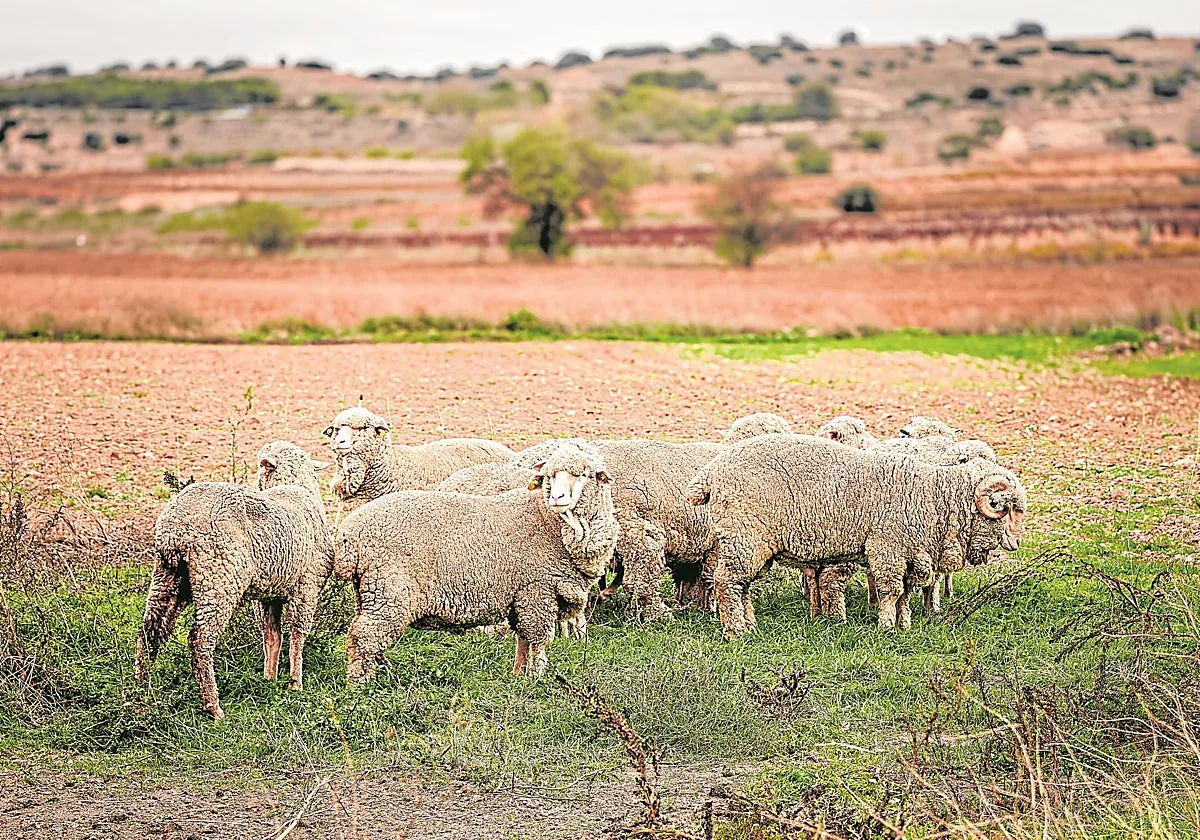 La innovación española carda la lana de la circularidad