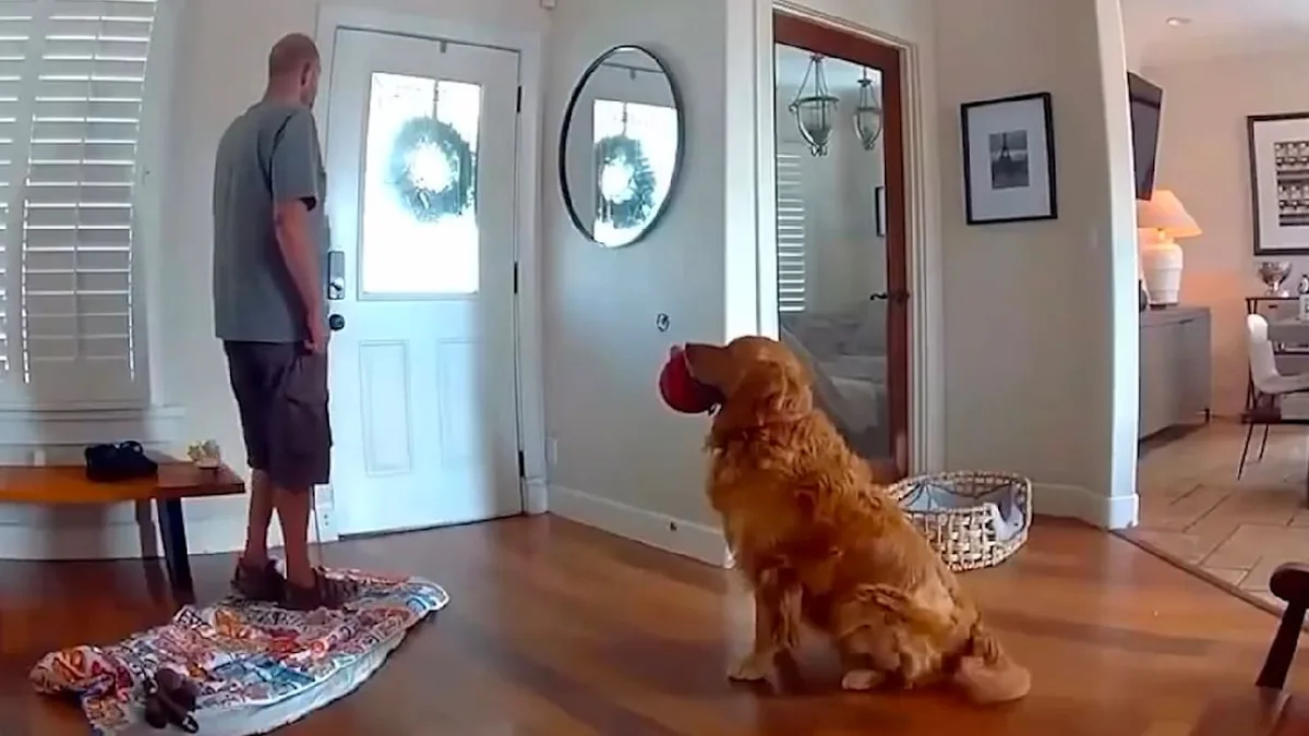 Golden Retriever versagt bei Einbrecher - Wachhund spielt mit Räuber - bis der Gendarm kommt