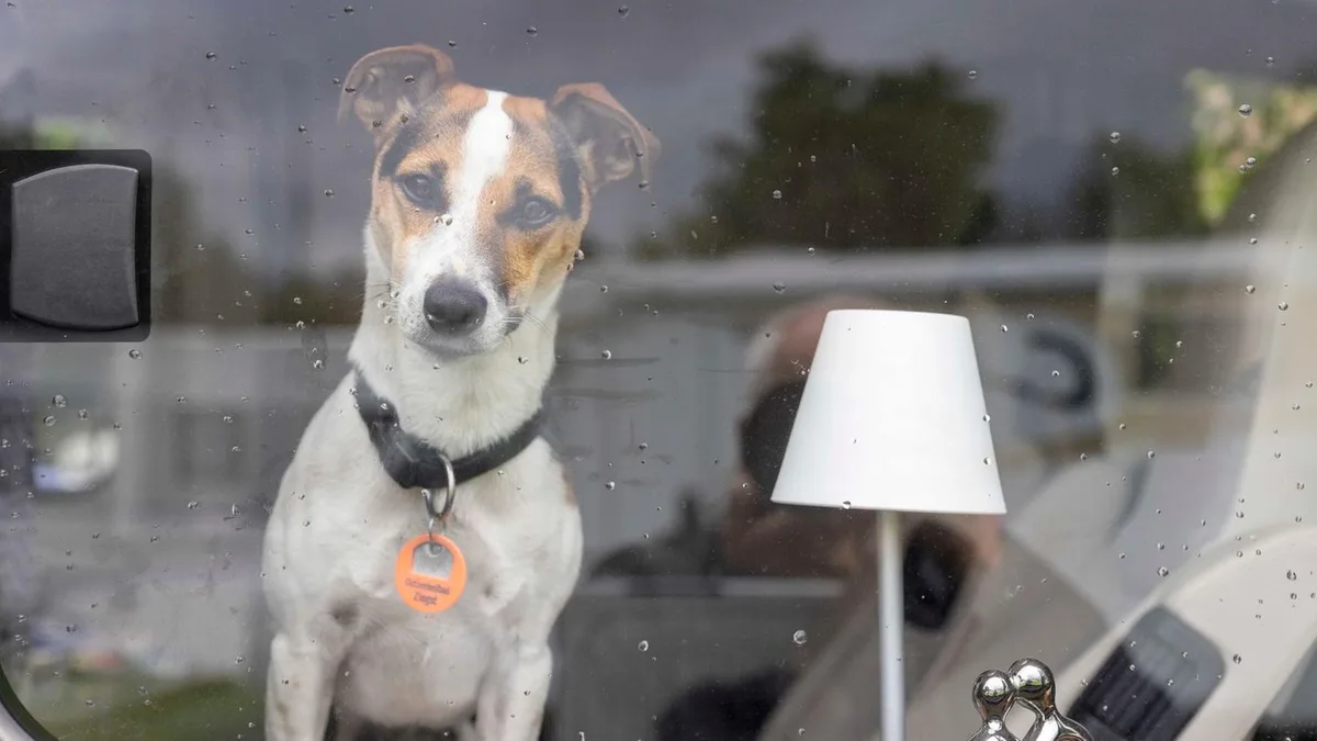 Urlaubsplanung: Camping mit Hund: Diese vier Regeln sollte man beachten
