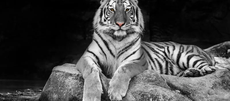 Man dies after entering tiger enclosure at British zoo