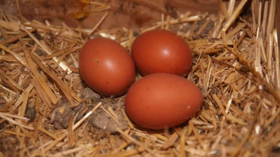 Présence de PFAS dans des œufs de poules au Boulou : la mairie demande des études poussées des sols