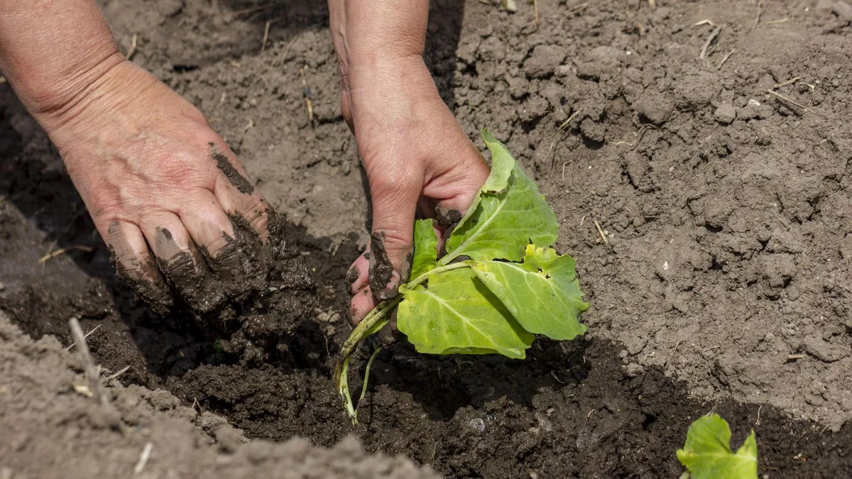 Ya es oficial: los agricultores en España estarán obligados a contar con un plan de abonado para sus cultivos