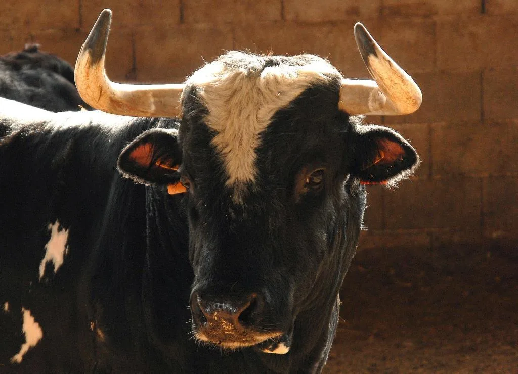 Muere un hombre de 80 años tras alcanzarlo un toro en los "bous al carrer" en Vilavella (Castellón)