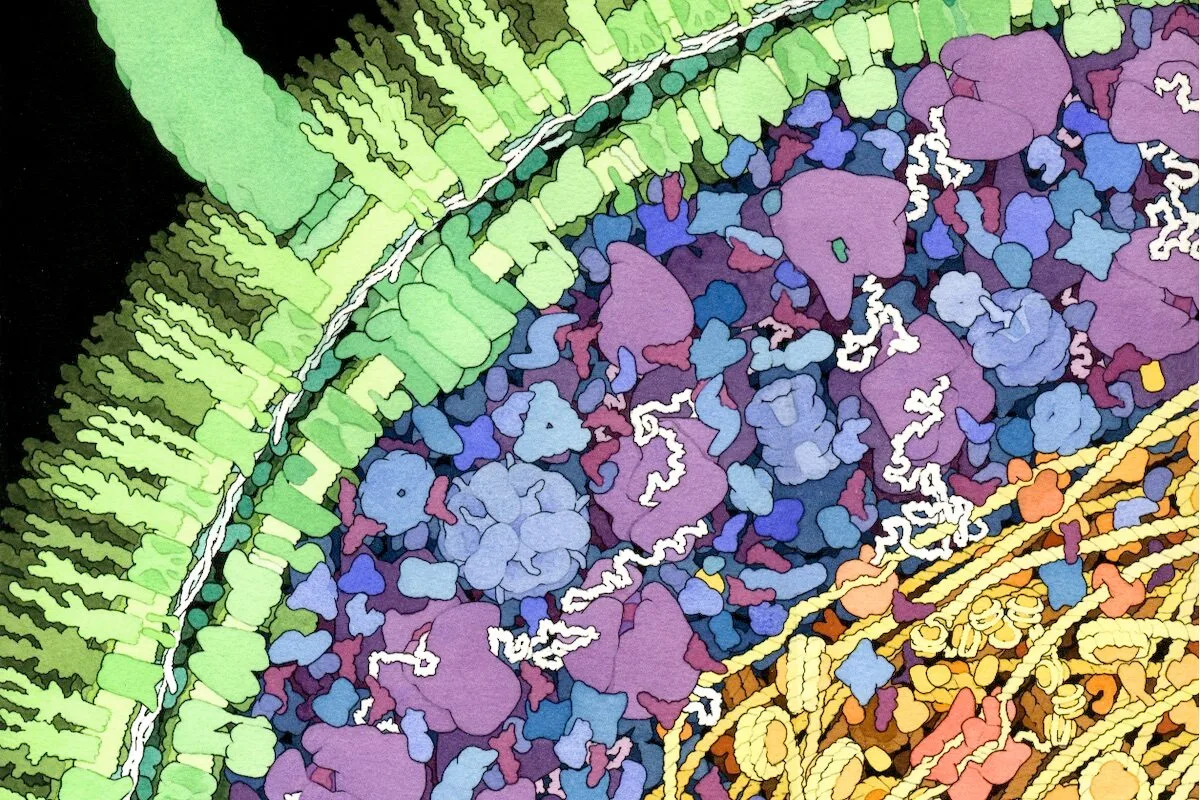 Uma bactéria consegue fabricar DNA sem usar DNA como molde