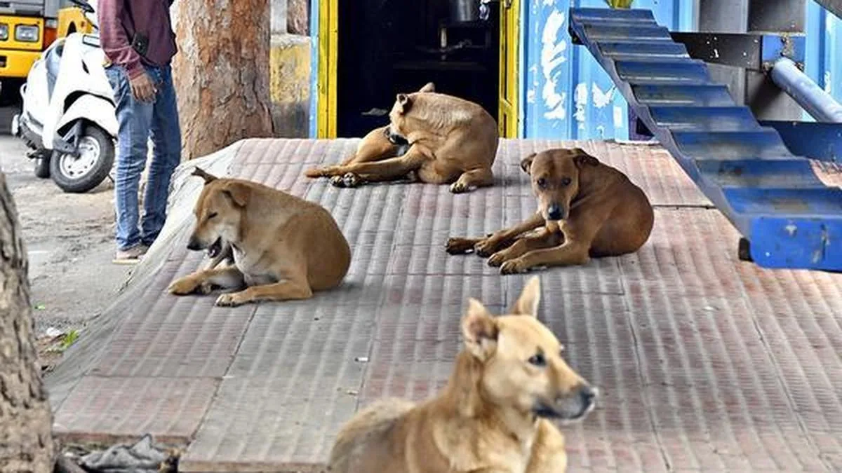 Availability of predictable food through garbage and intentional feeding linked to India’s street-dog population: Study