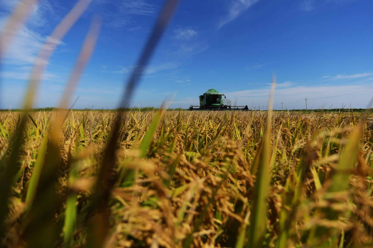 Arroz come�a a subir no campo, enquanto feij�o registra queda