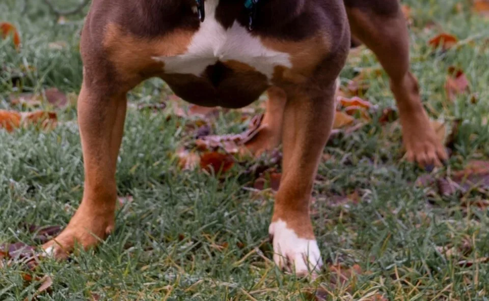 Ataque de pitbull deixa três pessoas feridas no Uberaba; morador relata episódios frequentes