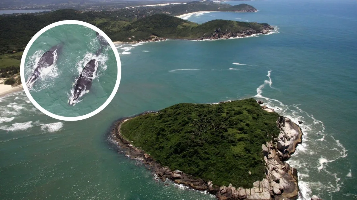 Com 173 baleias avistadas em um único dia, Unidade de Conservação mais visitada do Brasil fica em SC e tem área ameaçada