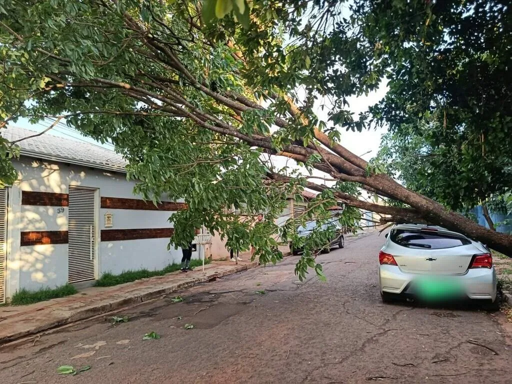 Você já enfrentou algum problema relacionado à queda de árvore ou galho?