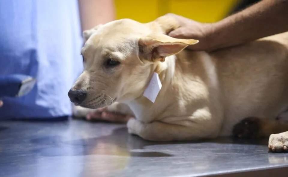 IAT arrecada doações para animais resgatados após enchentes em União da Vitória