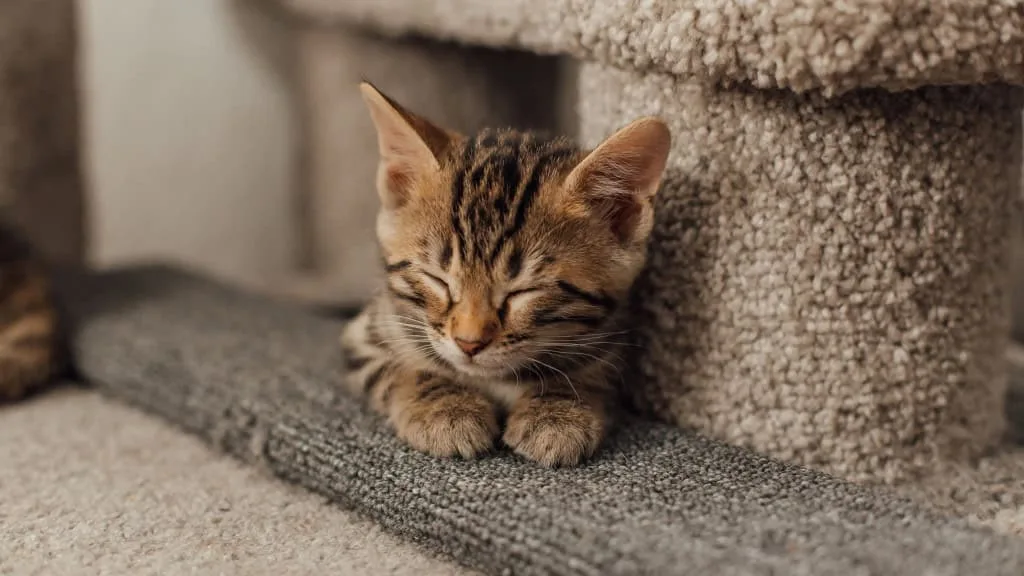 O pequeno felino que enganou cientistas e virou a primeira nova espécie de gato em 100 anos