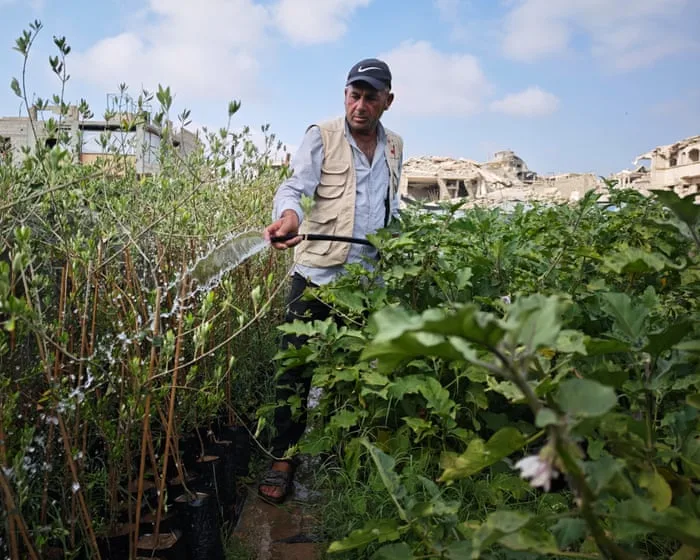 On scraps of land and under constant threat, Gaza farmers struggle to survive