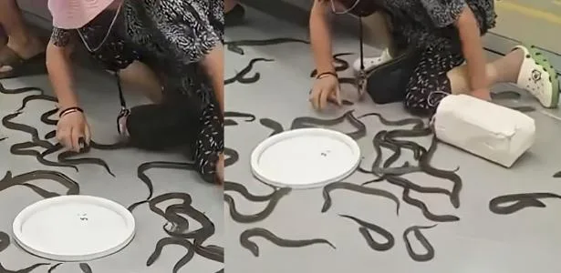 Dezenas de enguias invadem vagão de metrô após balde virar; veja vídeo