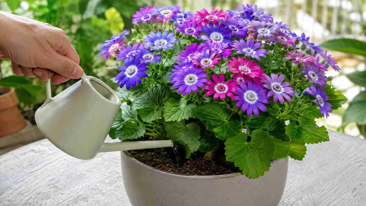 Cinerária: o cuidado que ajuda a prolongar a beleza das flores e evita que a planta perca o vigor mais cedo do que deveria