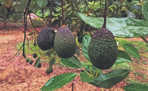 Certifican en empleo formal a exportadoras de aguacate en Michoacán; suman 125 empresas