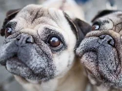 Atemnot-Risiko bei Qualzucht: Hunde zahlen schmerzhaften Preis für Niedlichkeit