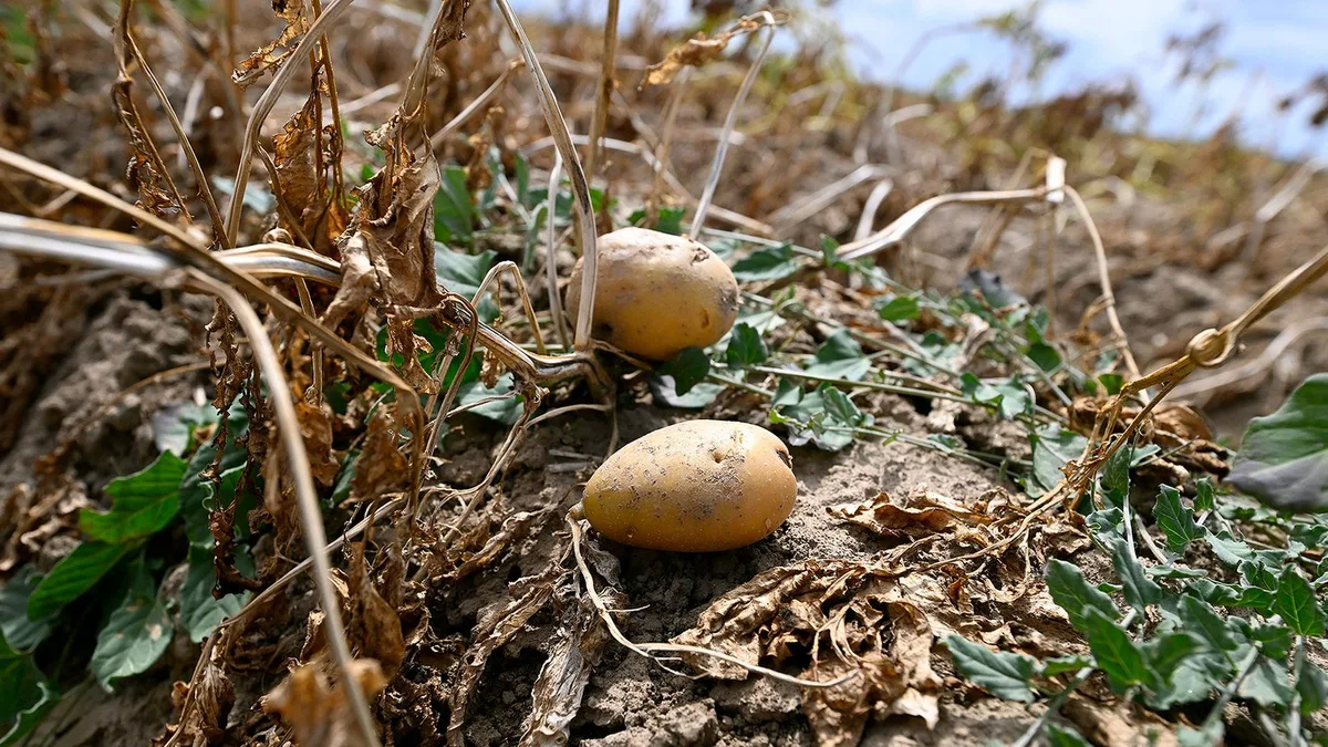 Schwache Kartoffelernte lässt Preise steigen
