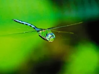 Cinq choses à savoir sur les libellules, ces étonnants insectes programmés pour la chasse