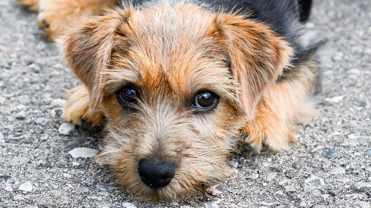 Halter aufgepasst - Woran Sie Geruchsverlust beim Hund erkennen