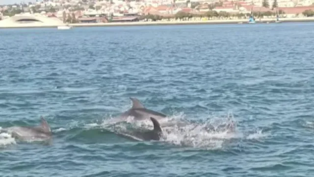 Família de golfinhos "brincou" e "encantou" no Tejo: As imagens da CML