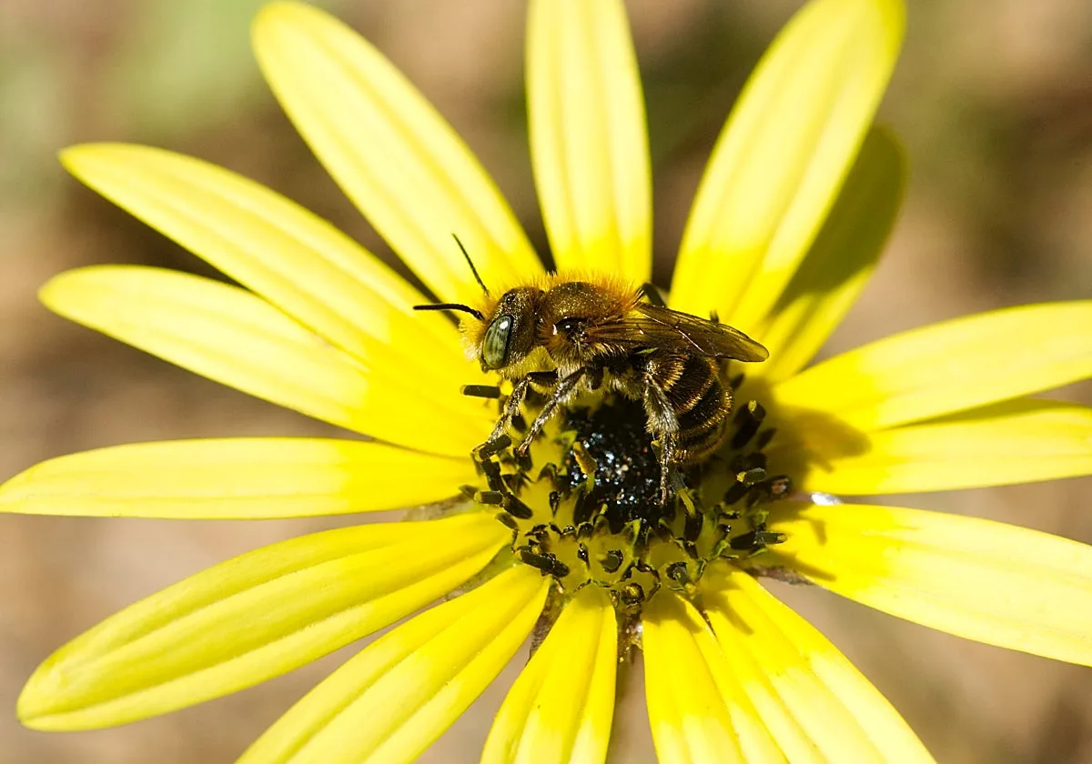 Doñana, un refugio para las abejas