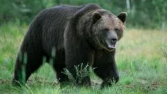 Bear kills man in home attack near Mongolian capital