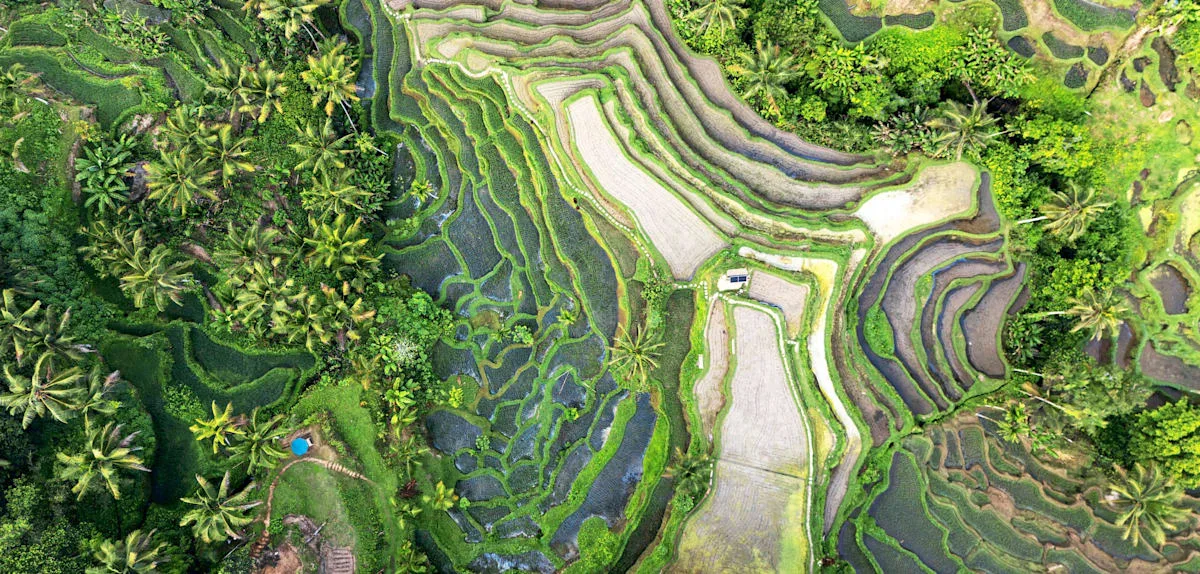 Forscher entdecken das älteste Rauschmittel der Welt