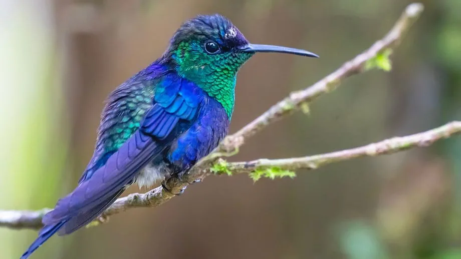 Marche arrière, œufs minuscules et gros cerveau : les records du colibri
