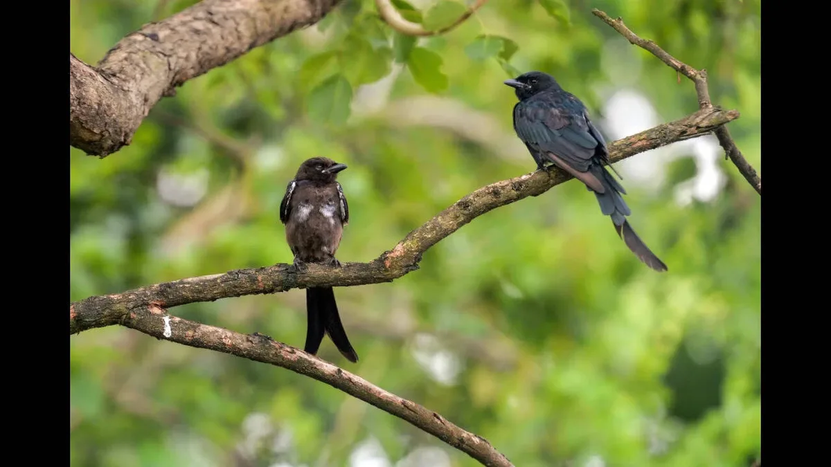 Black drongos introduced for pest control later threatened Guam’s native birds