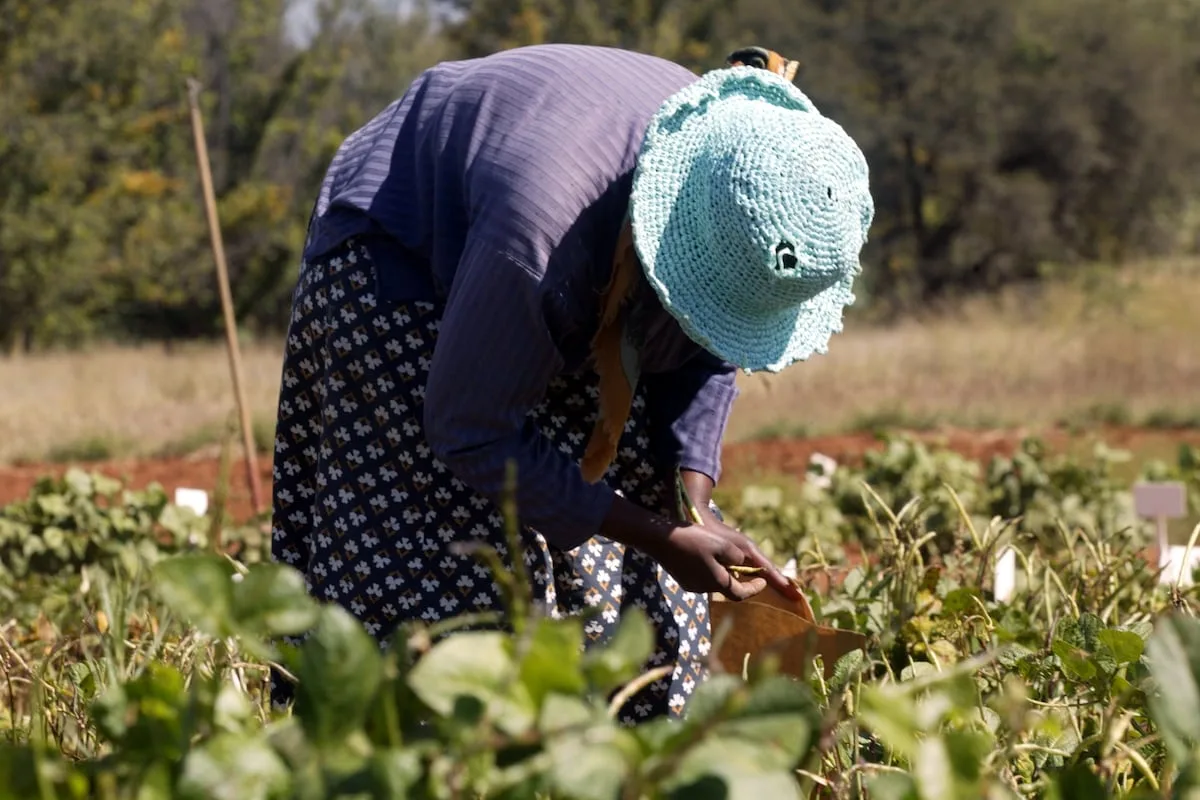 WANDILE SIHLOBO | Farming master plan needs a fresh push