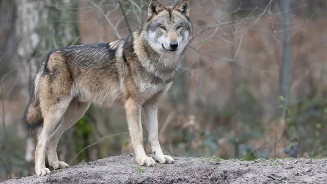 Justiz: Oberverwaltungsgericht erlaubt Jagd auf Westerwälder Wolf