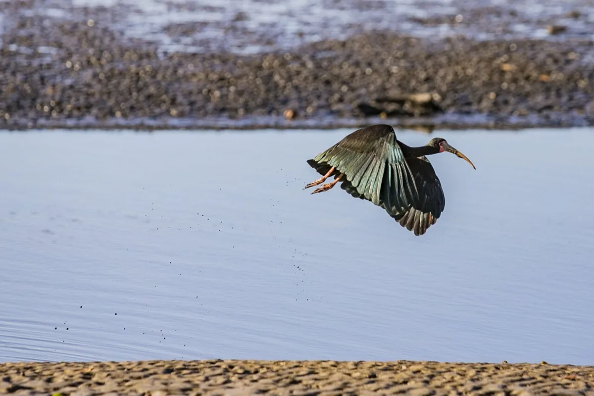 Litoral do Paraná tem quase 25 mil aves de 149 espécies