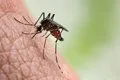 Cochrane destaca la falta de datos en la investigación sobre prevención del dengue