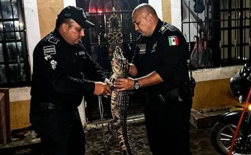 Policías capturan a cocodrilo que ingresó a una casa de Yucatán; queda bajo resguardo de autoridades