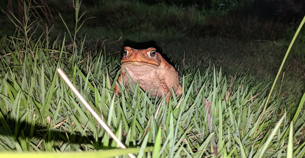 Muito além do coaxar: por que os sapos são importantes para a natureza