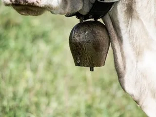 « Une reconnaissance » : l’égérie du Salon international de l’agriculture 2027 est élevée dans cette ferme d’Auvergne