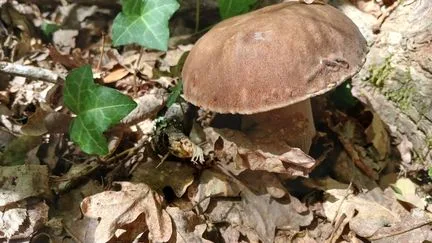 Cueilleurs amateurs, propriétaires ramasseurs, trafiquants étrangers... L'économie en partie souterraine de la récolte des champignons