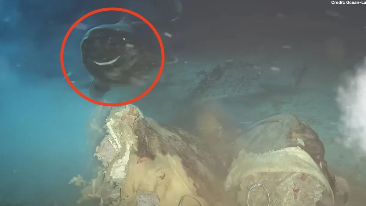 China arroja una vaca al mar y despierta sin querer a 8 'dormilones' en las profundidades