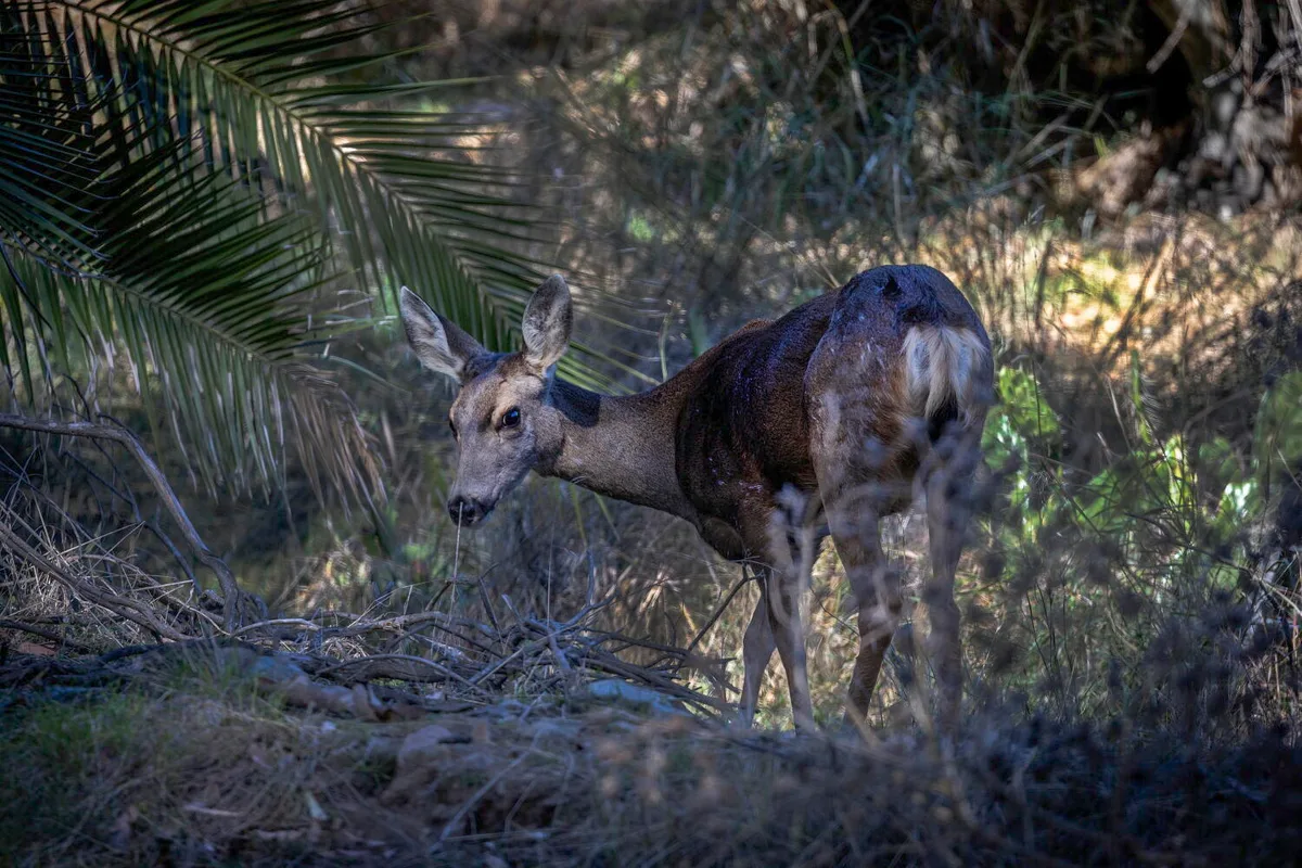 Killing of Catalina Island's mule deer has begun, official confirms