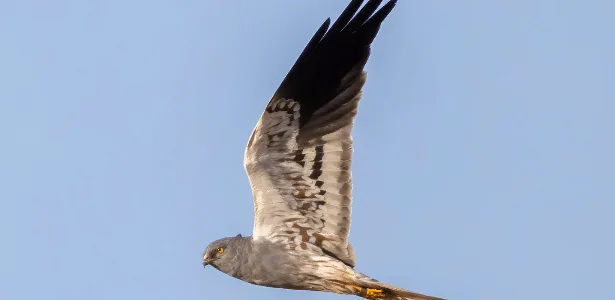 Como um único pássaro está salvando uma espécie da extinção no Reino Unido