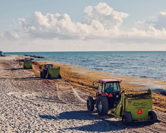 ‘A new normal’: Miami faces worsening seaweed problem as piles of algae wash up on beaches