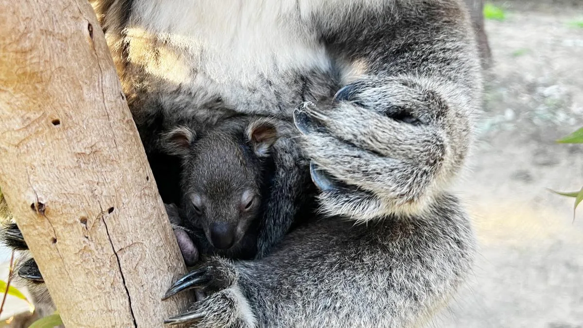 Koala joey marks successful breeding season at Yanchep National Park as visitors invited to choose name