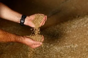 Exportações de trigo da Ucrânia podem cair para menos de 10 mi ton em 2026/27