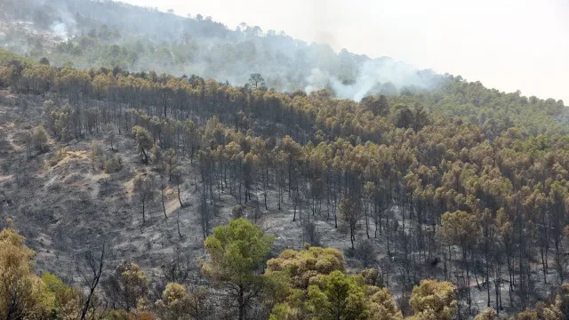 Incêndios florestais causam pelo menos 12 mortos no nordeste da Argélia