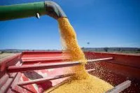 Mercado de grãos: milho sobe, soja tem demanda aquecida e trigo perde área